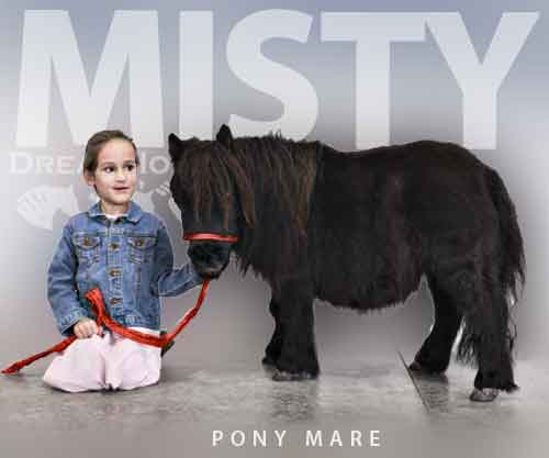 Horse ID: 2266881 Misty