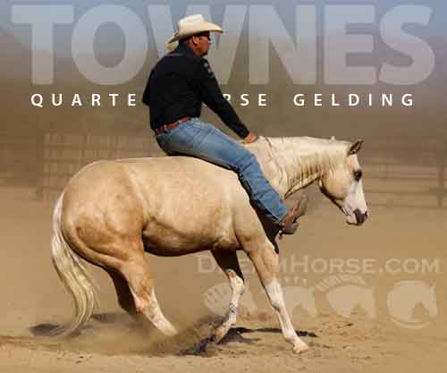 Horse ID: 2266922 Townes