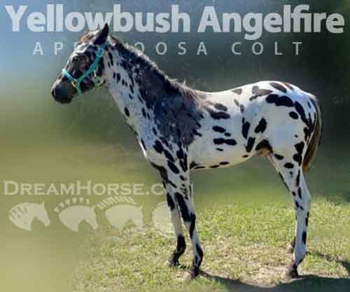 Horse ID: 2266935 Yellowbush Angelfire