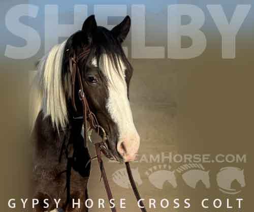 Horse ID: 2266937 Shelby
