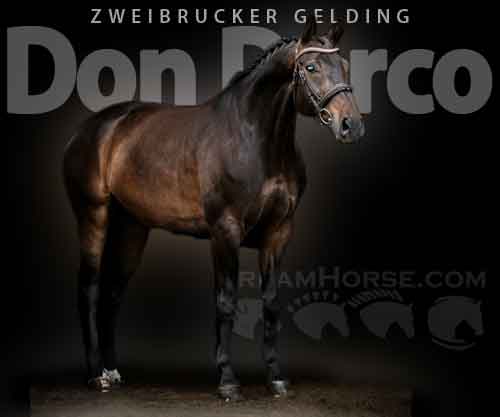 Horse ID: 2266946 Don Darco