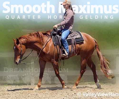 Horse ID: 2267009 Smooth Maximus