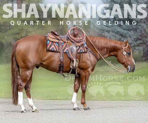 Horse ID: 2267163 Shaynanigans