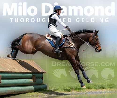 Horse ID: 2267218 Milo Diamond