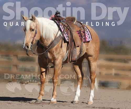 Horse ID: 2267255 Shootin Dry