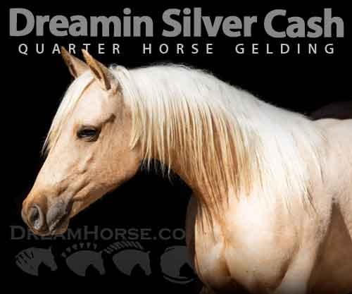 Horse ID: 2267467 Dreamin Silver Cash