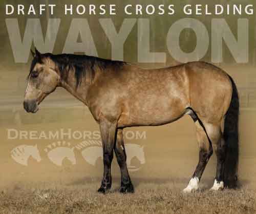 Horse ID: 2267497 Waylon