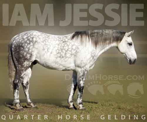 Horse ID: 2267499 IAM Jessie