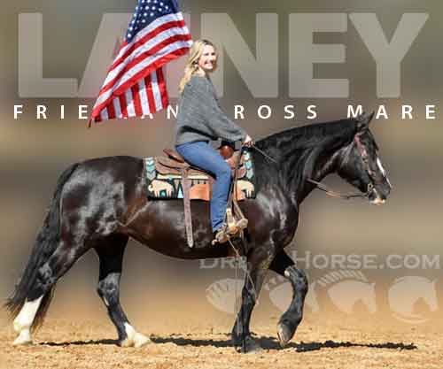 Horse ID: 2267596 Lainey