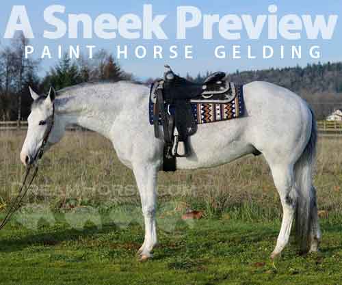Horse ID: 2267645 A Sneek Preview