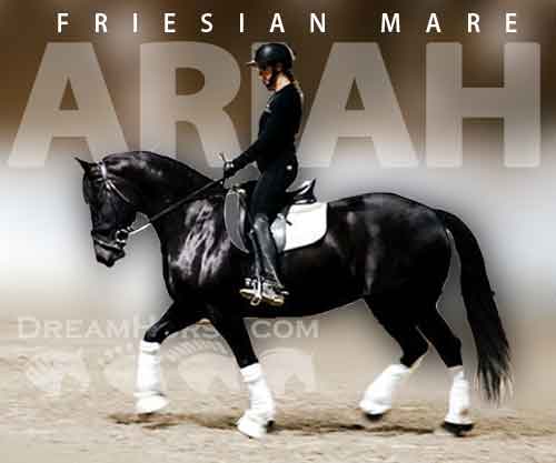 Horse ID: 2267677 Ariah