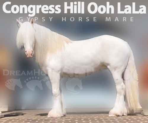 Horse ID: 2267685 Congress Hill Ooh LaLa