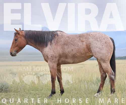 Horse ID: 2267714 Elvira
