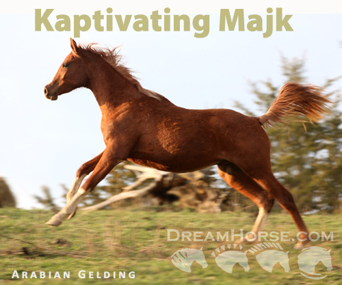 Horse ID: 2267802 Kaptivating Majk