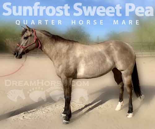 Horse ID: 2267807 Sunfrost Sweet Pea