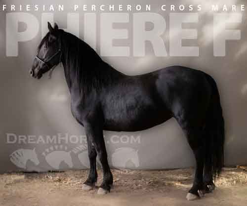 Horse ID: 2267816 Phiere F