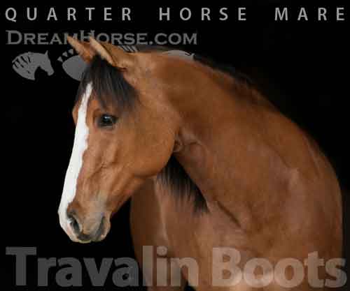 Horse ID: 2267922 Travalin Boots