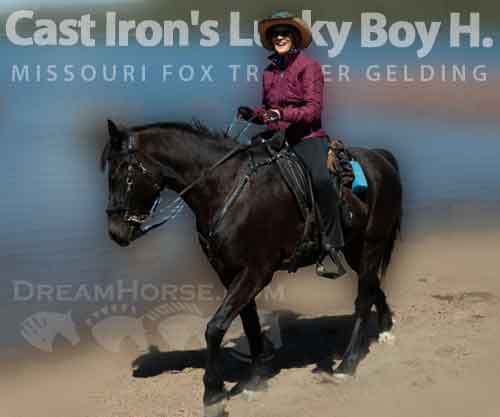 Horse ID: 2267959 Cast Iron's Lucky Boy H.