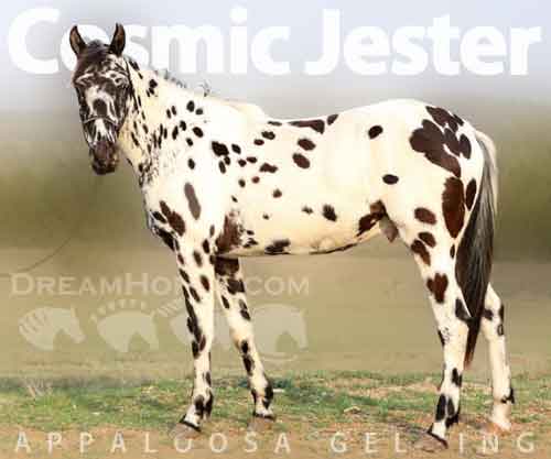 Horse ID: 2268059 Cosmic Jester