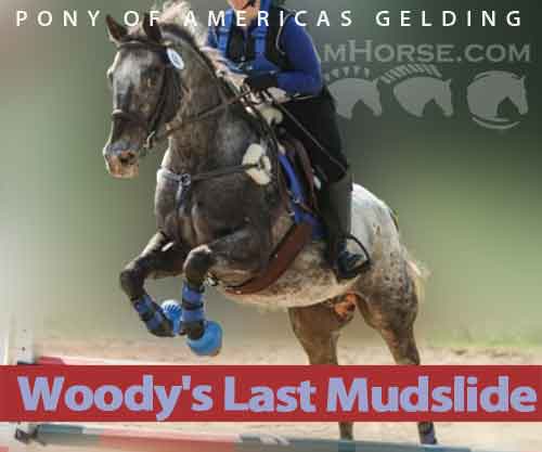 Horse ID: 2268338 Woody's Last Mudslide