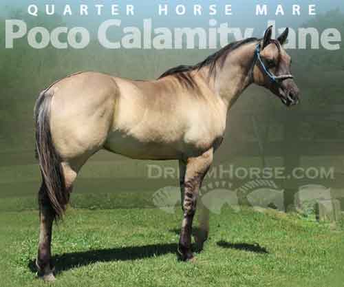 Horse ID: 2268379 Poco Calamity Jane