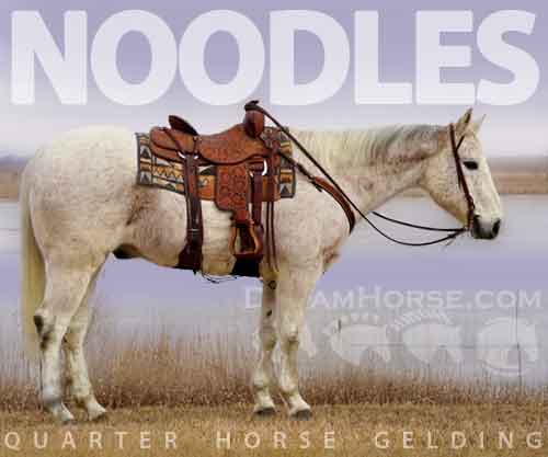 Horse ID: 2268584 Noodles