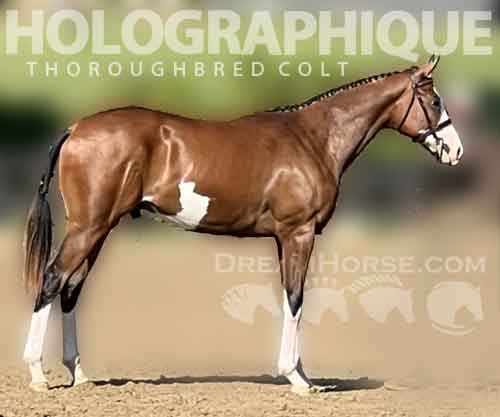 Horse ID: 2268788 Holographique