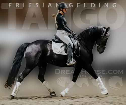 Horse ID: 2268964 Tango