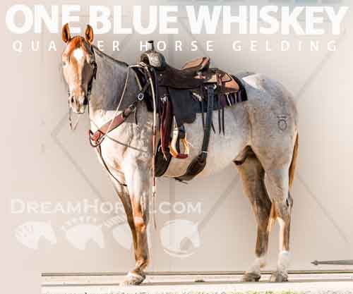 Horse ID: 2269063 One Blue Whiskey