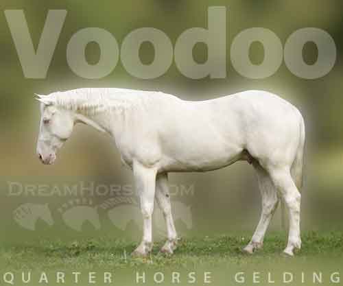 Horse ID: 2269255 Voodoo