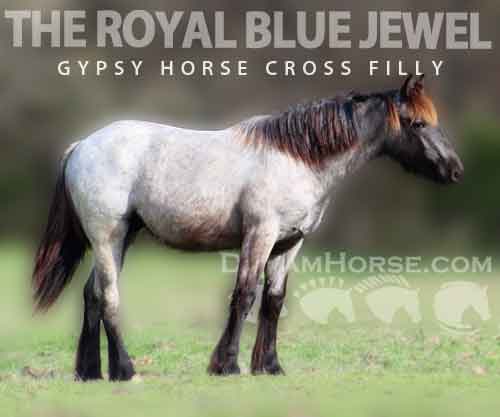 Horse ID: 2269277 THE ROYAL BLUE JEWEL