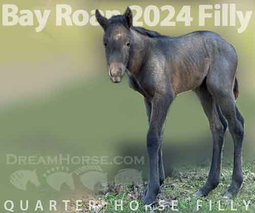 Horse ID: 2269463 Bay Roan 2024 Filly