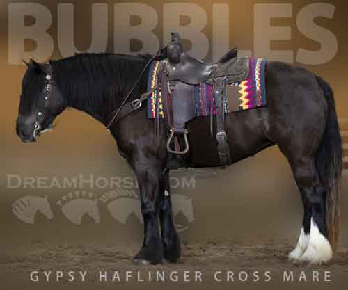 Horse ID: 2269494 Bubbles - 4yo Gypsy/Halflinger Cross