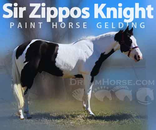 Horse ID: 2269555 Sir Zippos Knight