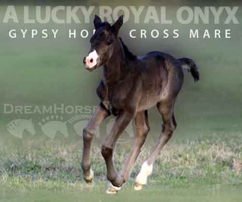 Horse ID: 2269611 A LUCKY ROYAL ONYX