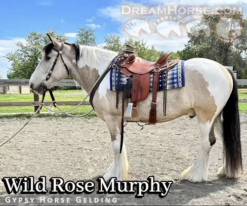 Horse ID: 2269645 Wild Rose Murphy