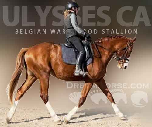 Horse ID: 2269950 Ulysses CA