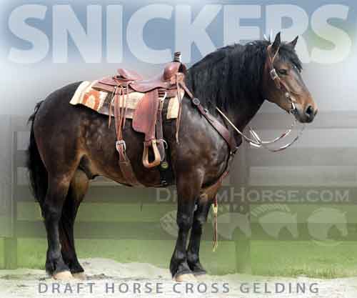 Horse ID: 2270012 Snickers