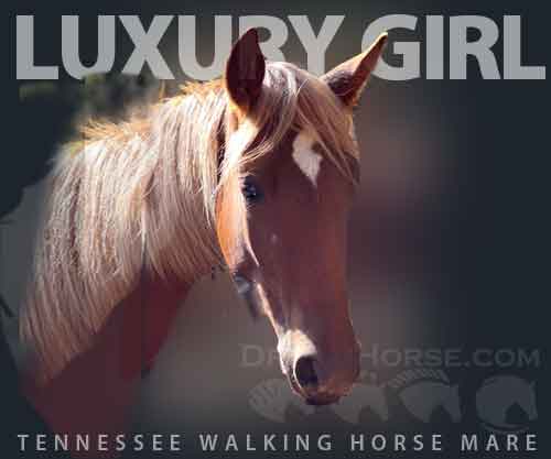 Horse ID: 2270086 Luxury Girl