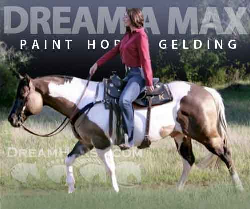 Horse ID: 2270367 DREAM A MAX
