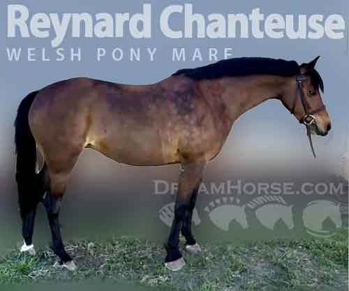 Horse ID: 2270485 Reynard chanteuse