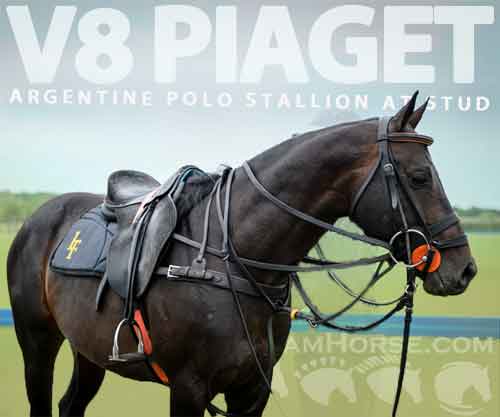 Horse ID: 2270630 V8 Piaget