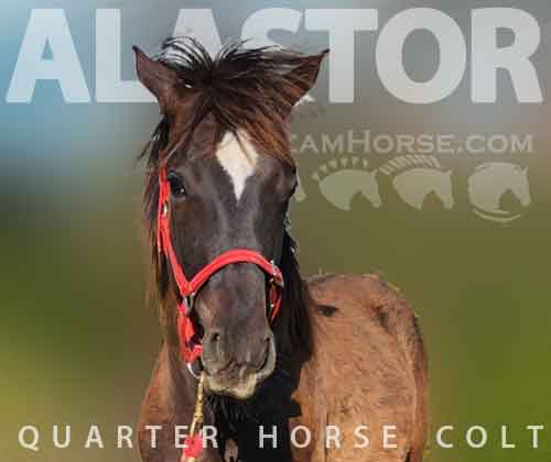Horse ID: 2270887 Alastor