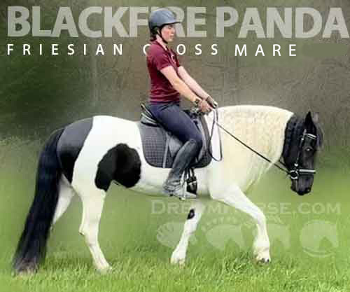Horse ID: 2270944 Blackfire Panda