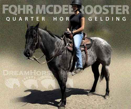 Horse ID: 2271000 FQHR MCDEE ROOSTER