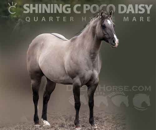 Horse ID: 2271181 SHINING C POCO DAISY
