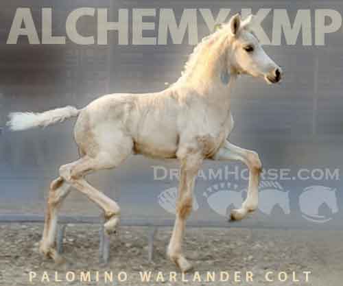 Horse ID: 2271272 Alchemy KMP