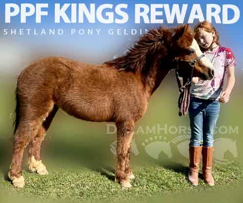 Horse ID: 2271422 PPF KINGS REWARD