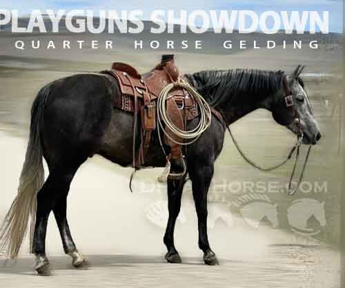 Horse ID: 2271797 PLAYGUNS SHOWDOWN