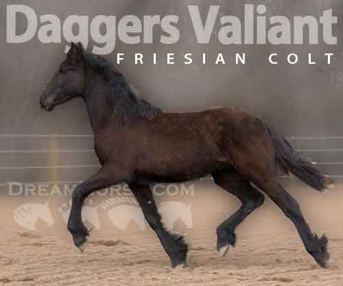 Horse ID: 2271844 Daggers Valiant